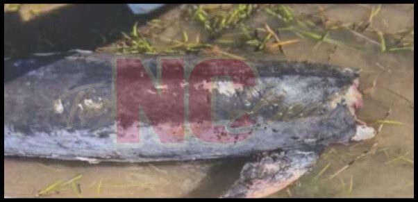 Decapitated dolphin discovered on remote Lea-Hutaff Island, North Carolina, prompting federal investigation and $20K reward