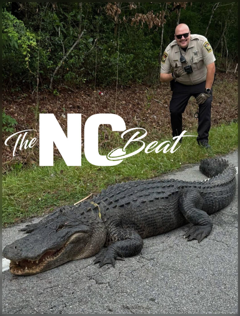 close-up of Pepe the Gator, the alligator caught in Onslow County, being relocated