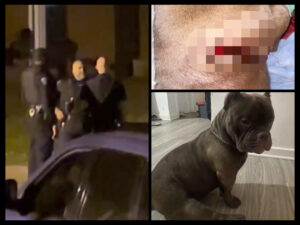 Hickory Police Officer shoots dog name Taz while family screams — Hickory Police Officer Shoots Dog