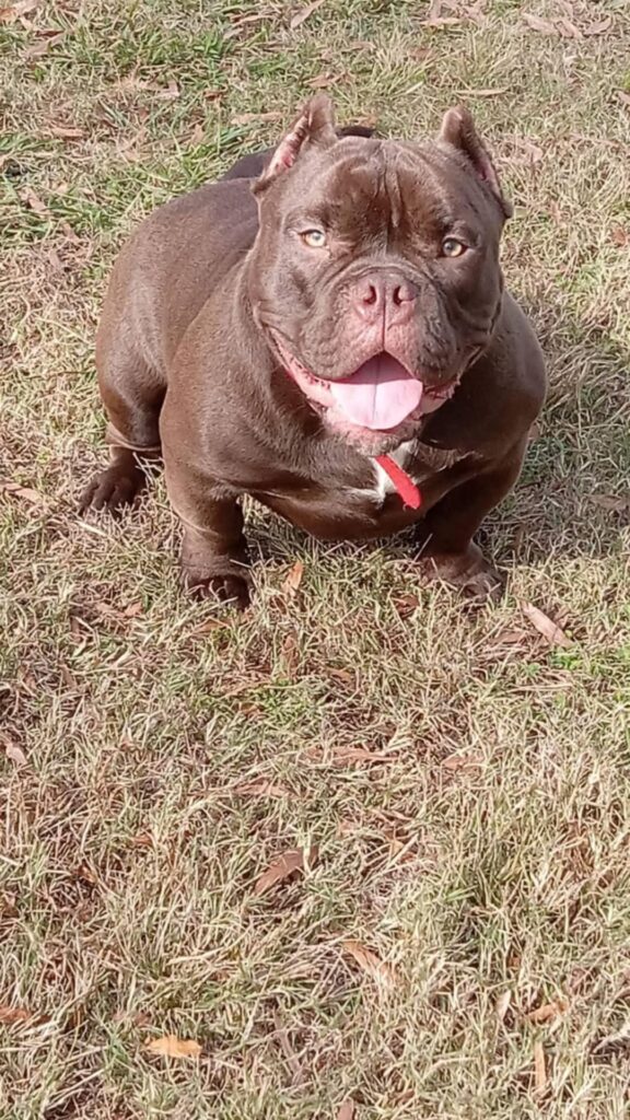 Photo of Taz- Hickory Police Officer Shoots Dog