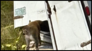 Monkeys escaped truck crash Mississippi carrying herpes COVID Jasper County