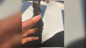 Fayetteville mother shows son's hair cut by student without permission at Max Abbott Middle School incident