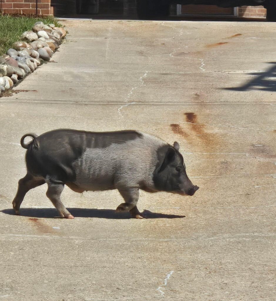 Chris P. Bacon the roaming pig remembered by Cumberland County residents
