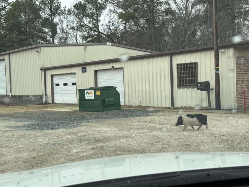 Chris P. Bacon local legend pig who roamed Cumberland County North Carolina