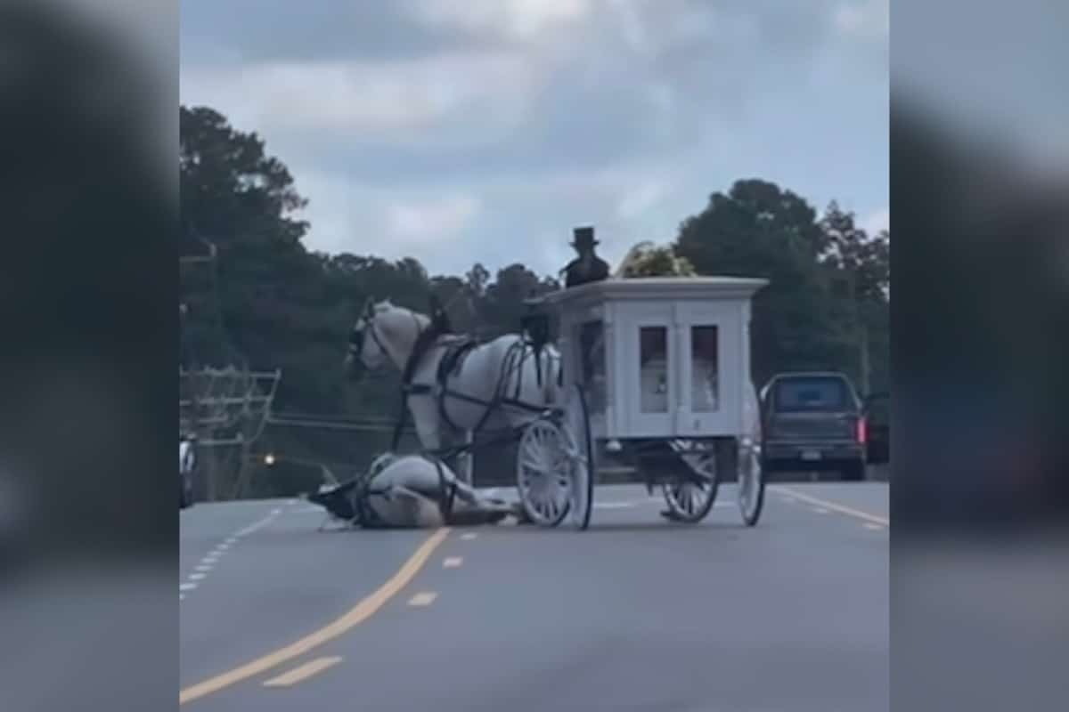 Gold Leaf Carriage service carry casket to gravesite in Durham