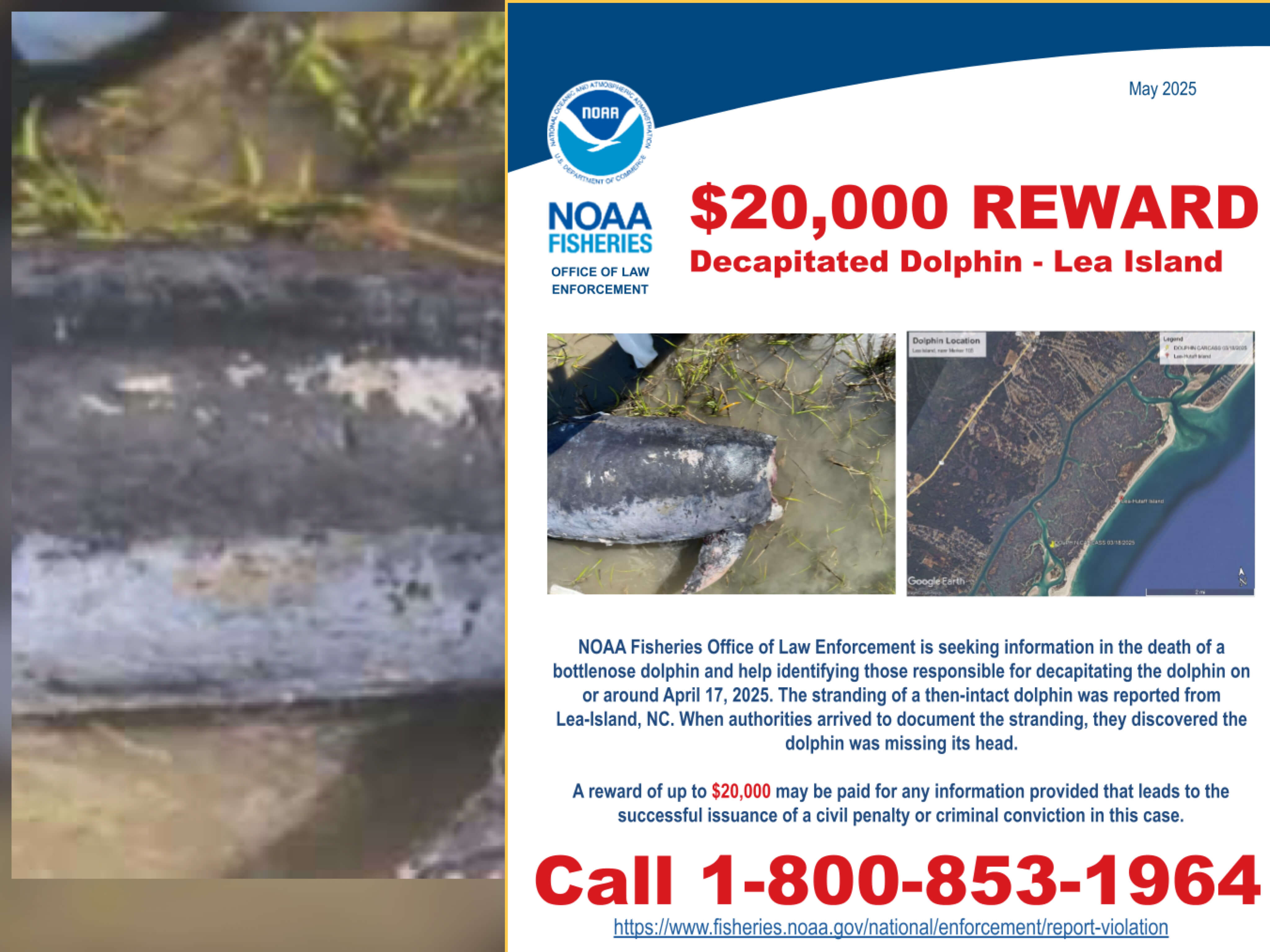 Dead decapitated dolphin found on Lea-Hutaff Island, North Carolina, sparking $20K NOAA reward investigation