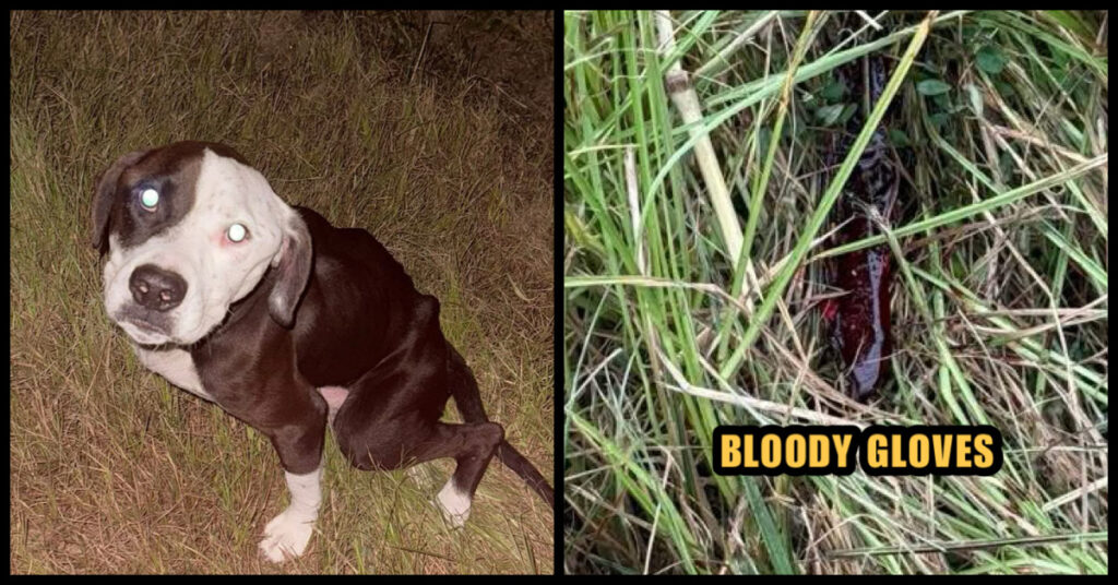 Hertford County Deputies shoot dog.