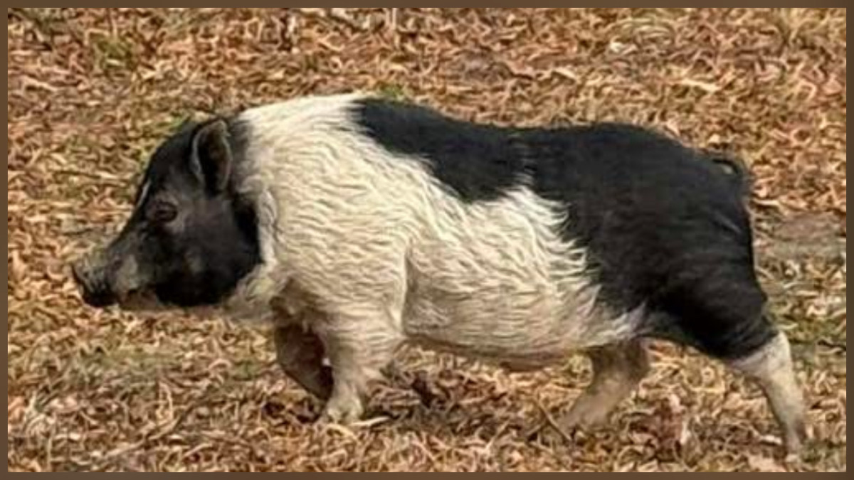 Community mourns Chris P Bacon after Facebook page confirms his death in Cumberland County North Carolina