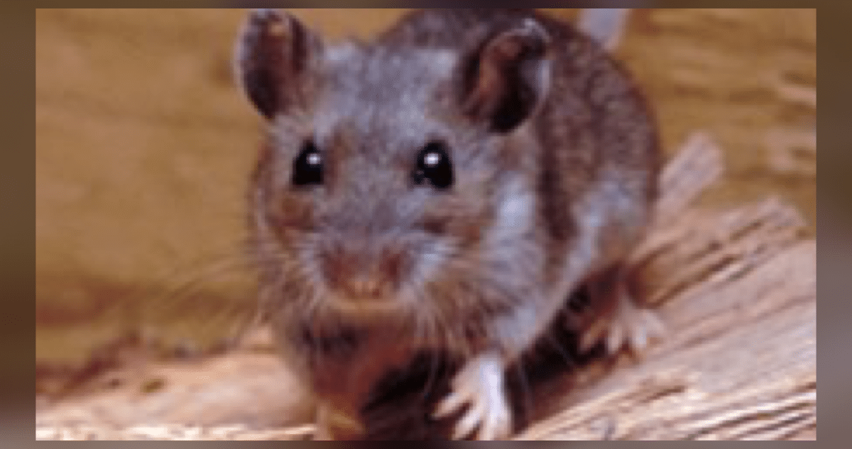 MV Hondius hantavirus outbreak 2026 on expedition cruise ship with US passengers monitored in Georgia Arizona California